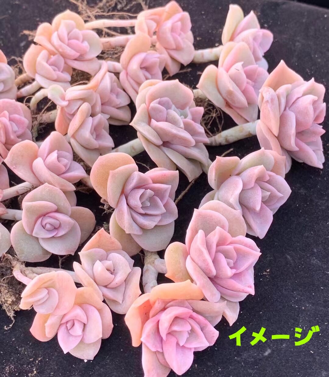 新入荷 エケベリア ピンクラブリーローズ 双頭 抜き苗 1苗1300円