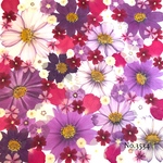 ♡new♡作家様必見♡押し花MIXセット♡押し花セット