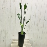 株立ち♡   ストレリチア  ユンケア  ノンリーフ   