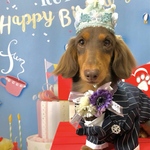 プリンセスティアラ☆ブルーカラー♪☆うちの子記念日♪犬誕生日　撮影会　イベント　犬クラウン　犬帽子　うちの子エンジェル