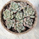 ぎぅぎぅ♡プロリン♡＊多肉植物＊ポットごと