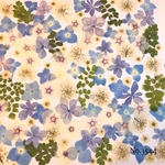 ♡new♡作家様必見♡押し花MIXセット♡押し花セット