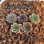 【韓国苗】エケベリア Cindella hyb 640円 カット苗