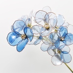 紫陽花 甘露