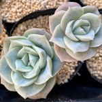 【SALE】ラブリーローズ2頭　カット苗　韓国苗　多肉植物