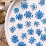 ★【押し花素材】レースフラワー　着色ブルー　pressed flowers