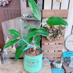 現品のみ♡【くねっとベンガレンシス】おしゃれグリーン♡人気の観葉植物！みどり系ブリキ♡フィカス
