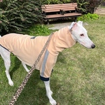 ウィペットサイズ  シャーベットオレンジ トレーナー ロングネック　ウィペット　服                     