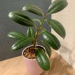 【育てやすい】観葉植物 ゴムの木　ハイドロカルチャー