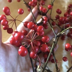 2025年　サンキライ(サルトリイバラ)24cm 3-5本