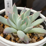 超レア品種！★青鬼 多肉植物 自家栽培 国産