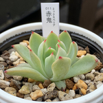 超レア品種！★赤鬼 多肉植物 自家栽培 国産