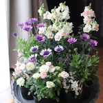 花苗セット クール