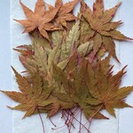 押し花　もみじ　25枚  O-98