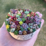 多肉植物寄せ植え そのまま飾れる ブーケ寄せ