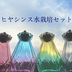 ヒヤシンス♡水栽培セット♡球根＋花瓶