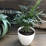 テーブルヤシ♡白鉢♡チャメドレア♡テーブルに♡観葉植物♡インテリア♡ガーデニング