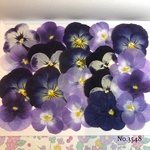 ♡new♡送料無料 ☆ビオラ☆ 押し花セット