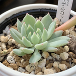 人気レア品種！★イーゲルコット 多肉植物 自家栽培 国産