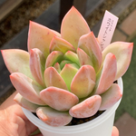 ★ホワイトシャンペン 多肉植物 自家栽培 国産