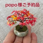 🍁ミニチュア紅葉の盆栽🍁