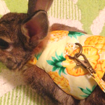 [受注生産]うさぎ用ハーネス　パイナップル柄