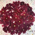♡new♡作家様必見♡ 人気のバーベナがいっぱい♡ 押し花セット