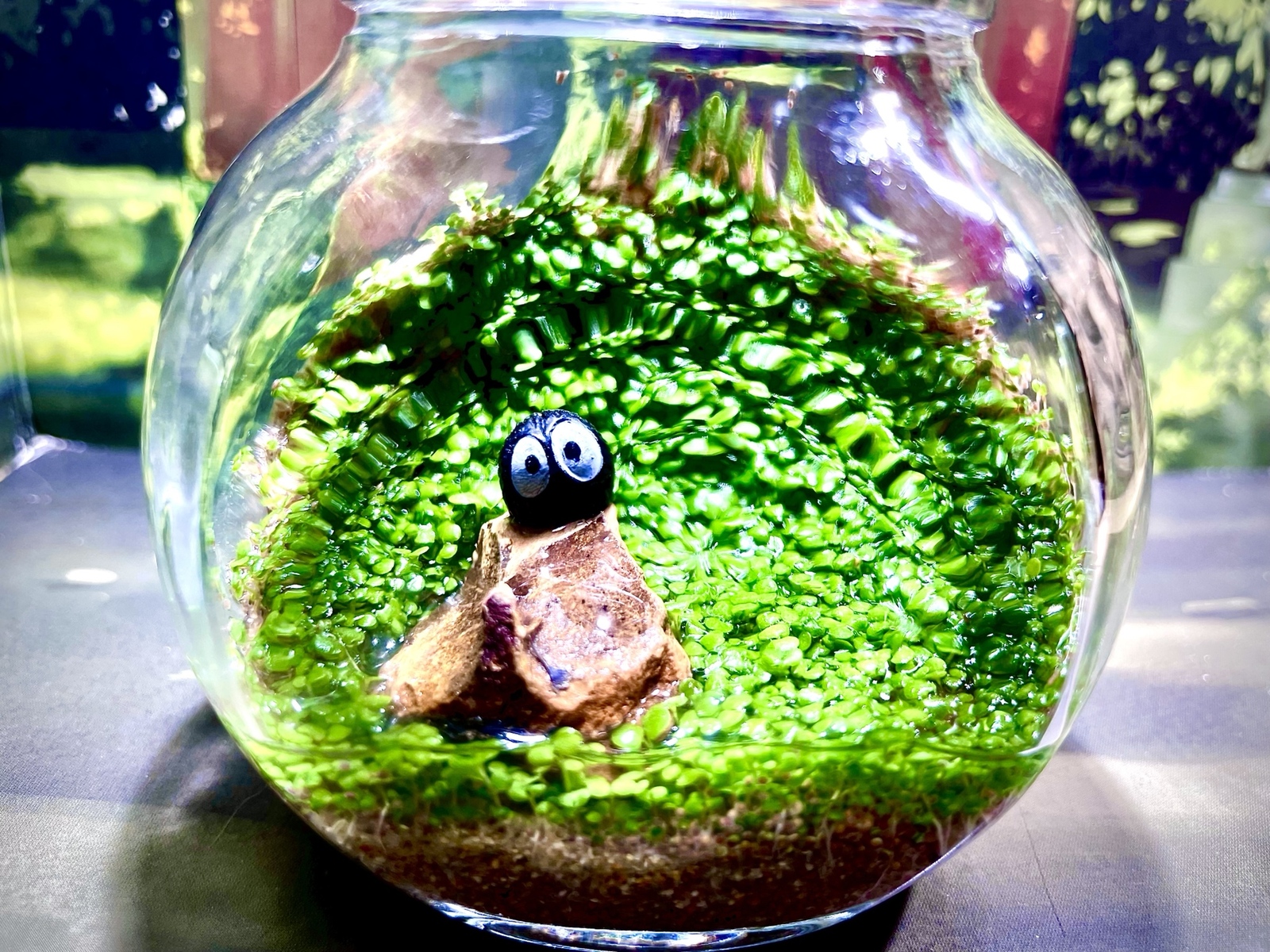 エビの飼育にも♪種から育てる水草キット「炭の妖精の森」 - Moss