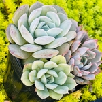 多肉植物　寄せ植えポット
