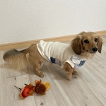 再販🐶犬服【フリース×パッチワーク柄のタンク⛄️アイボリー】
