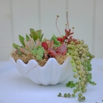 多肉植物＆セダム寄せ植え_白いシェルトレー[003]
