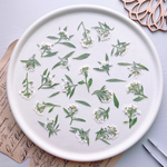 【押し花素材】スイートアリッサム　白　pressed flowers