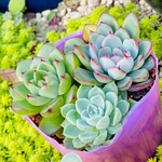 多肉植物　寄せ植え