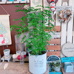 現品SALE♡【大きめ！シマトネリコ】さわやかオシャレ観葉植物♡かっこいい白系ブリキ鉢♪