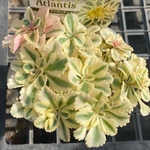 【SALE】アトランティス　セダム　多肉植物