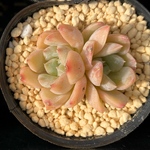 エレガンスエンジェル　韓国苗　多肉植物