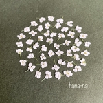 🎵アリッサム ホワイト50個  ＊ 押し花