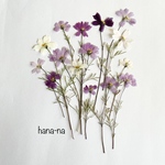 🌸小さなコスモス茎付き15輪-③ ＊ 押し花