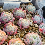 多肉植物　ピンクネーション
