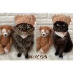 なりきりクマさん🧸、猫ちゃんの首輪、帽子
