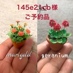 🌸ミニチュアマリーゴールドとミニチュアゼラニウム