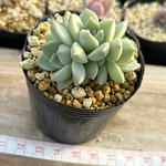 多肉植物 睡蓮
