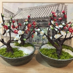 《再々販売しました！》ミニチュア盆栽〈紅梅白梅〉