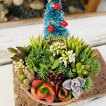 1点限り！多肉寄せ植え