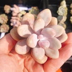 アメチスチヌム 多肉植物 韓国苗 カット苗