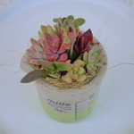 多肉寄せ植え_セメントビーカーポット[green]