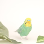 セキセイインコ_虹2_ちっちゃリアルなインコさんシリーズ
