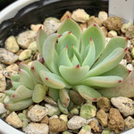 超レア品種！★赤鬼（2頭）多肉植物 自家栽培 国産