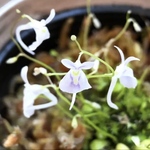 【送料無料】ウサギゴケ