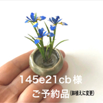 💠ミニチュア菖蒲